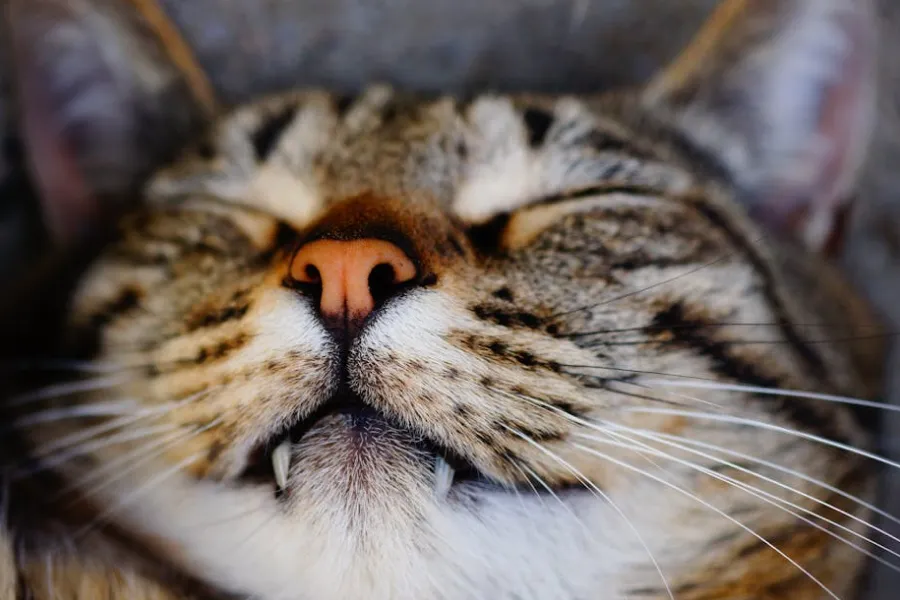 Stress Management Guide