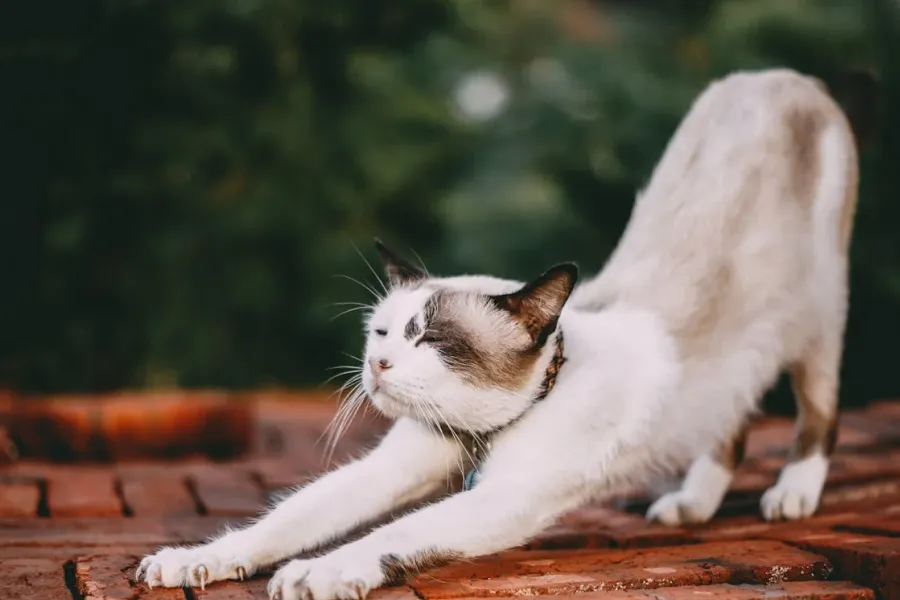 Simple Yoga Workout Plans